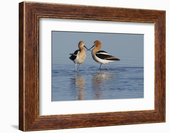 American Avocet Pair-Ken Archer-Framed Photographic Print