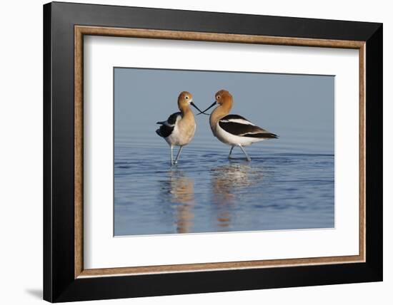 American Avocet Pair-Ken Archer-Framed Photographic Print