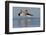 American Avocet Pair-Ken Archer-Framed Photographic Print