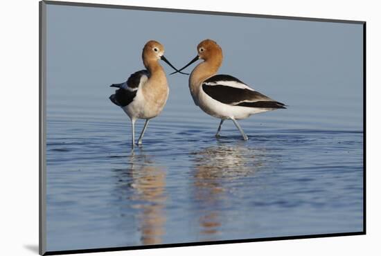 American Avocet Pair-Ken Archer-Mounted Photographic Print