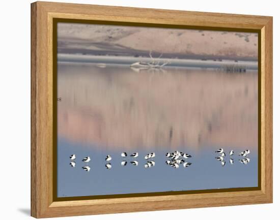 American Avocet, Salton Sea Area, Imperial County, California, USA-Diane Johnson-Framed Premier Image Canvas