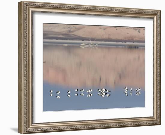 American Avocet, Salton Sea Area, Imperial County, California, USA-Diane Johnson-Framed Photographic Print