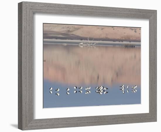 American Avocet, Salton Sea Area, Imperial County, California, USA-Diane Johnson-Framed Photographic Print