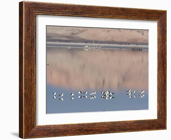 American Avocet, Salton Sea Area, Imperial County, California, USA-Diane Johnson-Framed Photographic Print