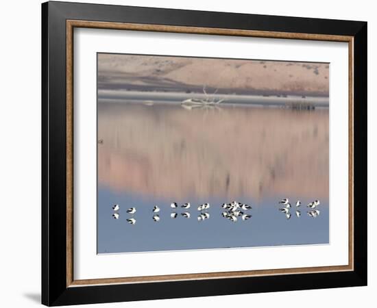 American Avocet, Salton Sea Area, Imperial County, California, USA-Diane Johnson-Framed Photographic Print