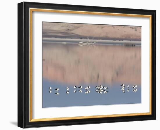 American Avocet, Salton Sea Area, Imperial County, California, USA-Diane Johnson-Framed Photographic Print