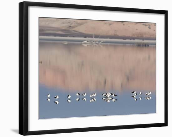 American Avocet, Salton Sea Area, Imperial County, California, USA-Diane Johnson-Framed Photographic Print