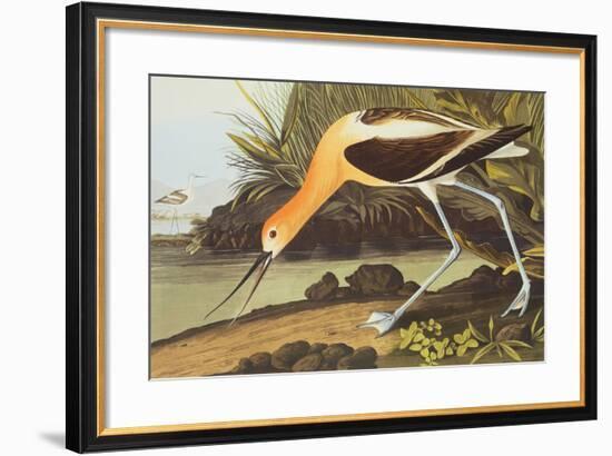 American Avocet-John James Audubon-Framed Art Print