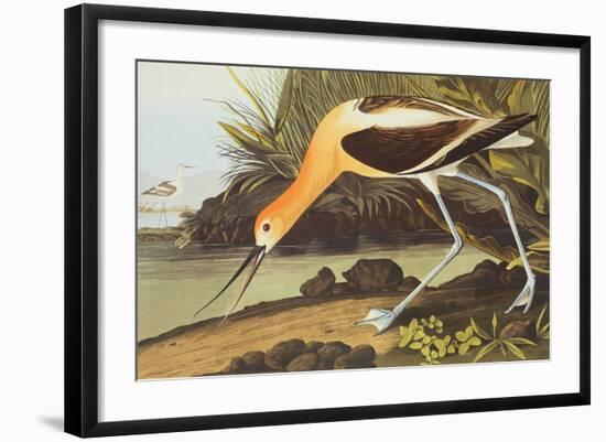 American Avocet-John James Audubon-Framed Art Print