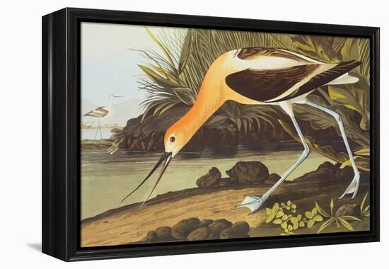 American Avocet-John James Audubon-Framed Stretched Canvas