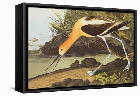 American Avocet-John James Audubon-Framed Stretched Canvas