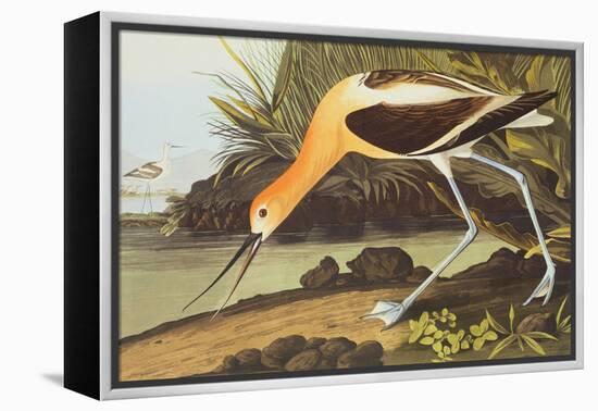 American Avocet-John James Audubon-Framed Stretched Canvas