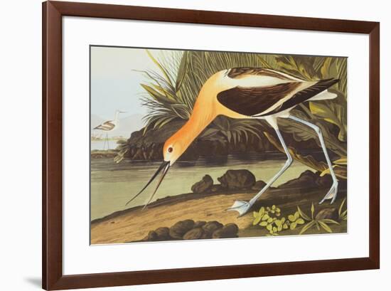 American Avocet-John James Audubon-Framed Art Print