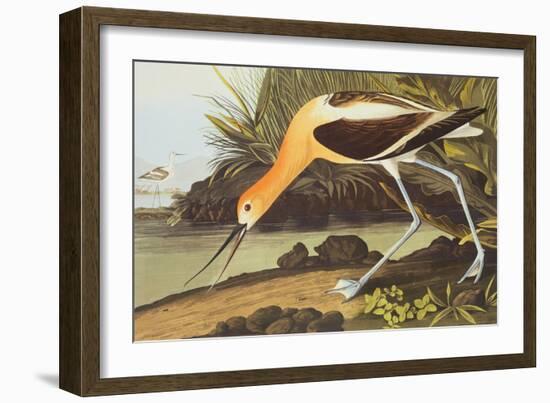 American Avocet-John James Audubon-Framed Premium Giclee Print