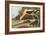 American Avocet-John James Audubon-Framed Premium Giclee Print