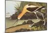 American Avocet-John James Audubon-Mounted Premium Giclee Print
