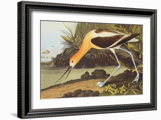 American Avocet-John James Audubon-Framed Premium Giclee Print