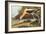 American Avocet-John James Audubon-Framed Premium Giclee Print