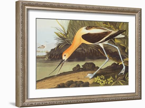 American Avocet-John James Audubon-Framed Art Print