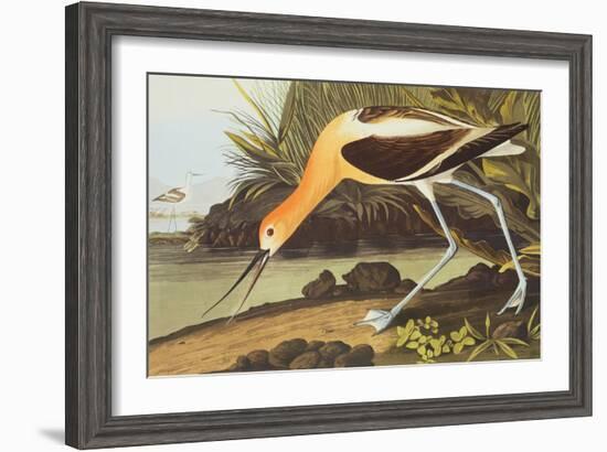 American Avocet-John James Audubon-Framed Art Print