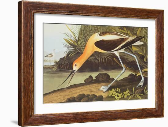 American Avocet-John James Audubon-Framed Art Print