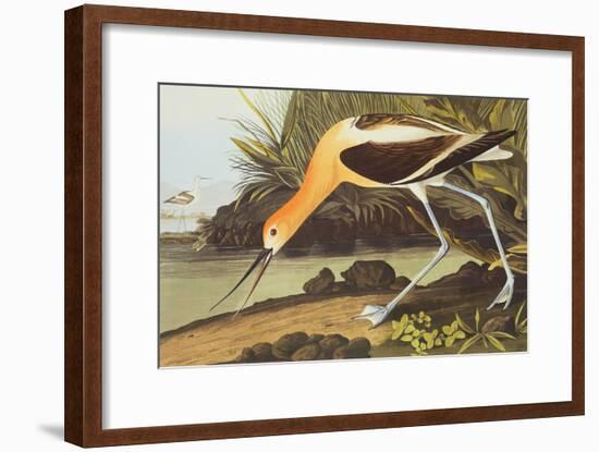 American Avocet-John James Audubon-Framed Art Print