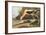 American Avocet-John James Audubon-Framed Art Print