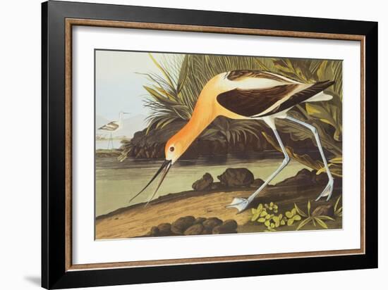 American Avocet-John James Audubon-Framed Art Print