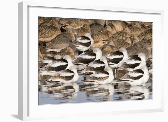 American Avocts,Marbled Godwits and Willets Sleeping-Hal Beral-Framed Photographic Print