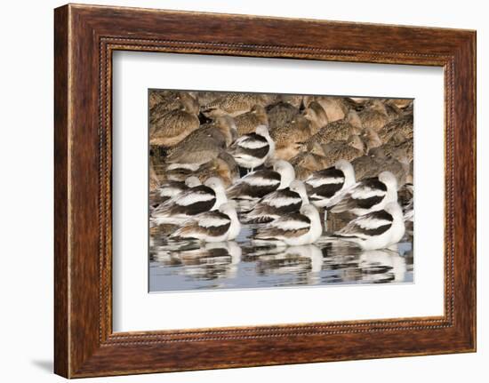 American Avocts,Marbled Godwits and Willets Sleeping-Hal Beral-Framed Photographic Print