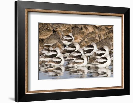 American Avocts,Marbled Godwits and Willets Sleeping-Hal Beral-Framed Photographic Print