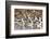 American Avocts,Marbled Godwits and Willets Sleeping-Hal Beral-Framed Photographic Print