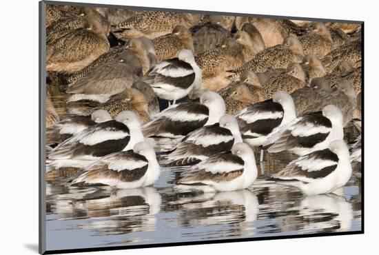 American Avocts,Marbled Godwits and Willets Sleeping-Hal Beral-Mounted Photographic Print