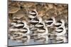 American Avocts,Marbled Godwits and Willets Sleeping-Hal Beral-Mounted Photographic Print