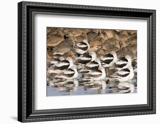 American Avocts,Marbled Godwits and Willets Sleeping-Hal Beral-Framed Photographic Print