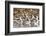 American Avocts,Marbled Godwits and Willets Sleeping-Hal Beral-Framed Photographic Print