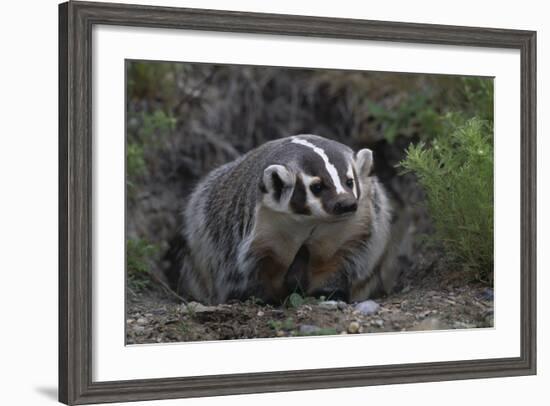 American Badger in Burrow-DLILLC-Framed Photographic Print