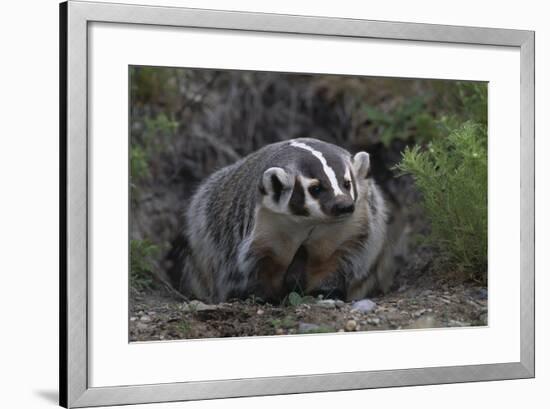 American Badger in Burrow-DLILLC-Framed Photographic Print