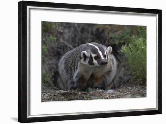 American Badger in Burrow-DLILLC-Framed Photographic Print