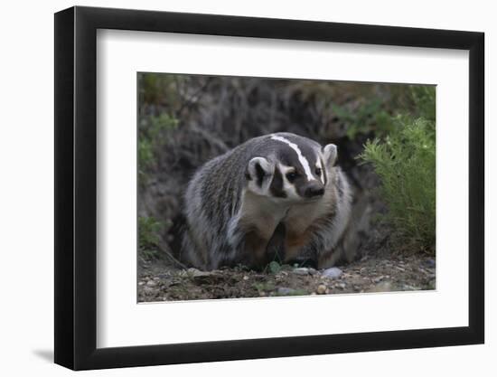 American Badger in Burrow-DLILLC-Framed Photographic Print