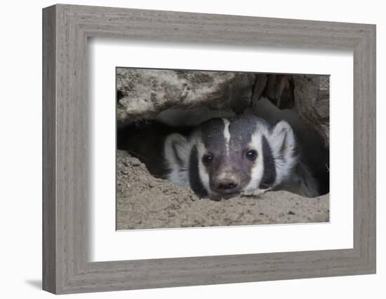 American Badger peeking out of den-Ken Archer-Framed Photographic Print