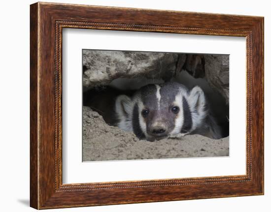 American Badger peeking out of den-Ken Archer-Framed Photographic Print