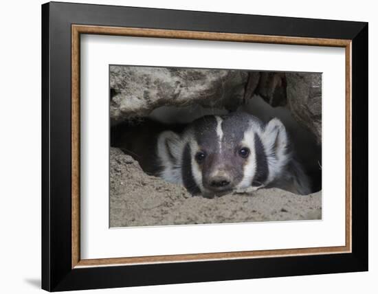 American Badger peeking out of den-Ken Archer-Framed Photographic Print