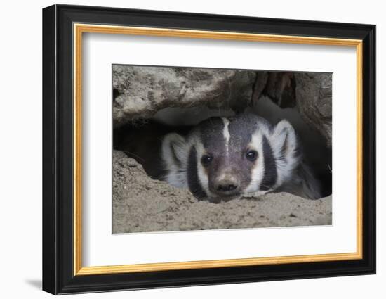 American Badger peeking out of den-Ken Archer-Framed Photographic Print