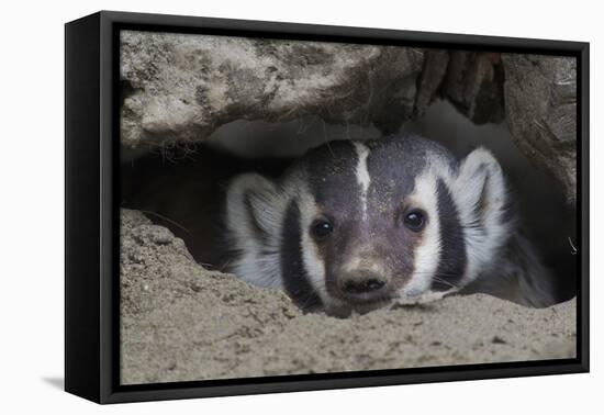 American Badger peeking out of den-Ken Archer-Framed Premier Image Canvas