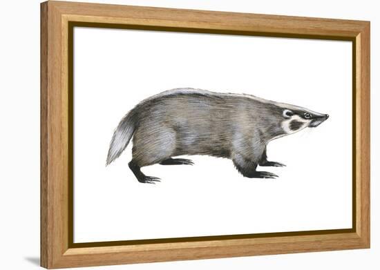 American Badger (Taxidea Taxus), Weasel, Mammals-Encyclopaedia Britannica-Framed Stretched Canvas