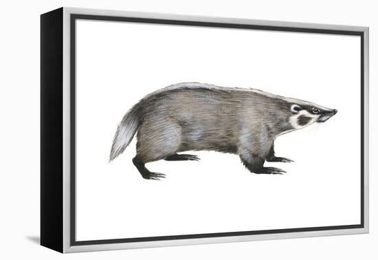 American Badger (Taxidea Taxus), Weasel, Mammals-Encyclopaedia Britannica-Framed Stretched Canvas