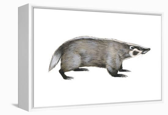 American Badger (Taxidea Taxus), Weasel, Mammals-Encyclopaedia Britannica-Framed Stretched Canvas