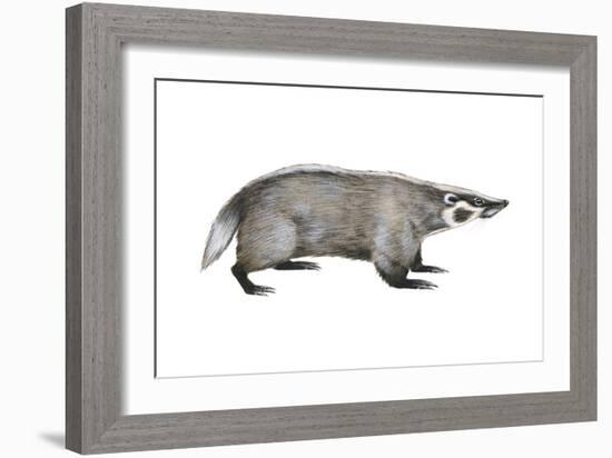 American Badger (Taxidea Taxus), Weasel, Mammals-Encyclopaedia Britannica-Framed Art Print