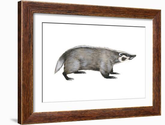 American Badger (Taxidea Taxus), Weasel, Mammals-Encyclopaedia Britannica-Framed Art Print